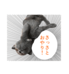 ゆる猫セレブ シャルトリュー（個別スタンプ：2）