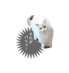 ゆる猫セレブ シャルトリュー（個別スタンプ：3）