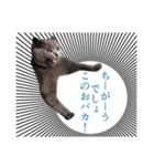 ゆる猫セレブ シャルトリュー（個別スタンプ：5）