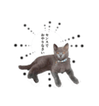 ゆる猫セレブ シャルトリュー（個別スタンプ：6）