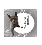 ゆる猫セレブ シャルトリュー（個別スタンプ：8）