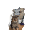 みつもも動物病院（個別スタンプ：4）