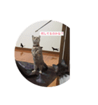 みつもも動物病院（個別スタンプ：6）