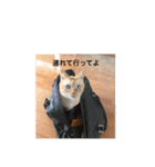 みつもも動物病院（個別スタンプ：9）