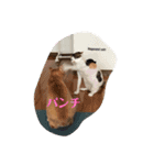 みつもも動物病院（個別スタンプ：12）