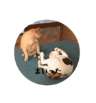 みつもも動物病院（個別スタンプ：13）