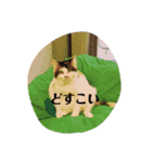 みつもも動物病院（個別スタンプ：14）