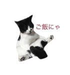 ぴのちゃんです（個別スタンプ：3）