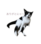 ぴのちゃんです（個別スタンプ：4）