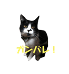 ぴのちゃんです（個別スタンプ：7）