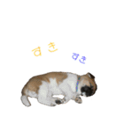 moccha（個別スタンプ：19）