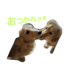 激カワ♡ミニチュアダックスフント姉妹（個別スタンプ：4）