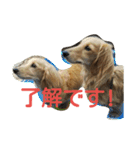 激カワ♡ミニチュアダックスフント姉妹（個別スタンプ：8）