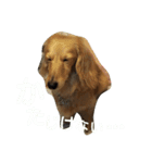 激カワ♡ミニチュアダックスフント姉妹（個別スタンプ：14）