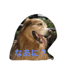 ゴールデンレトリバー ダッシュ（個別スタンプ：7）