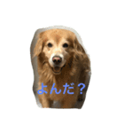 ゴールデンレトリバー ダッシュ（個別スタンプ：8）