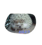 ハリネズミ  まめ①（個別スタンプ：1）