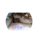 ハリネズミ  まめ①（個別スタンプ：2）
