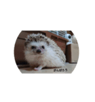 ハリネズミ  まめ①（個別スタンプ：3）