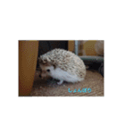 ハリネズミ  まめ①（個別スタンプ：4）