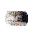 ハリネズミ  まめ①（個別スタンプ：5）