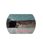 ハリネズミ  まめ①（個別スタンプ：6）