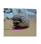 ハリネズミ  まめ①（個別スタンプ：8）