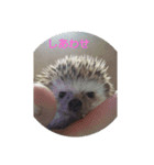 ハリネズミ  まめ①（個別スタンプ：9）