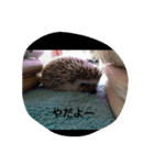 ハリネズミ  まめ①（個別スタンプ：10）