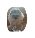 ハリネズミ  まめ①（個別スタンプ：11）