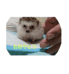 ハリネズミ  まめ①（個別スタンプ：12）