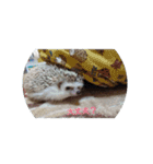ハリネズミ  まめ①（個別スタンプ：13）