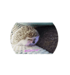 ハリネズミ  まめ①（個別スタンプ：14）