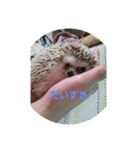 ハリネズミ  まめ①（個別スタンプ：15）