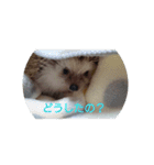 ハリネズミ  まめ①（個別スタンプ：16）