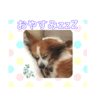 ピコリラ日常スタンプ（個別スタンプ：7）