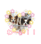 ピコリラ日常スタンプ（個別スタンプ：8）