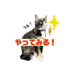 タビーはねこです2（個別スタンプ：16）