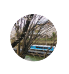 さくら 。（個別スタンプ：7）