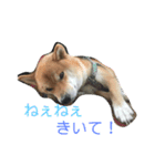 琥珀ーーーーっ（個別スタンプ：4）