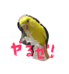 たくあんスタンプ①（個別スタンプ：11）