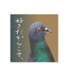 〜ハトの告白〜（個別スタンプ：3）