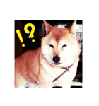 柴犬ぶぅ。。（個別スタンプ：1）