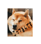 柴犬ぶぅ。。（個別スタンプ：2）