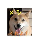 柴犬ぶぅ。。（個別スタンプ：3）
