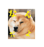 柴犬ぶぅ。。（個別スタンプ：4）