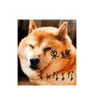 柴犬ぶぅ。。（個別スタンプ：5）