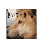 柴犬ぶぅ。。（個別スタンプ：7）