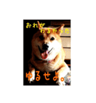 柴犬ぶぅ。。（個別スタンプ：8）