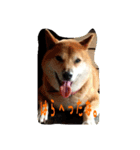 柴犬ぶぅ。。（個別スタンプ：9）